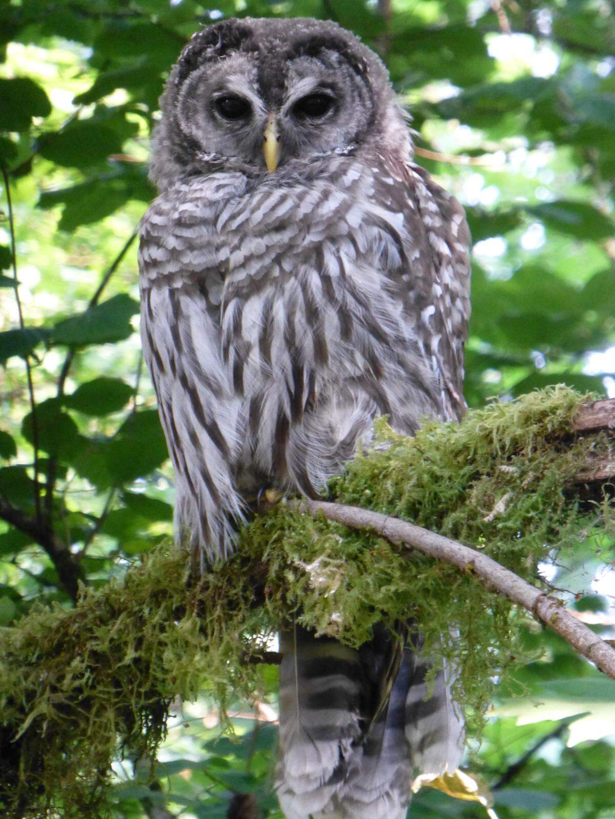 A barred owl rests in a forest on Vashon Island.