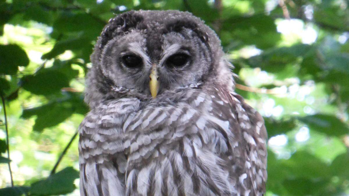 A barred owl rests in a forest on Vashon Island.