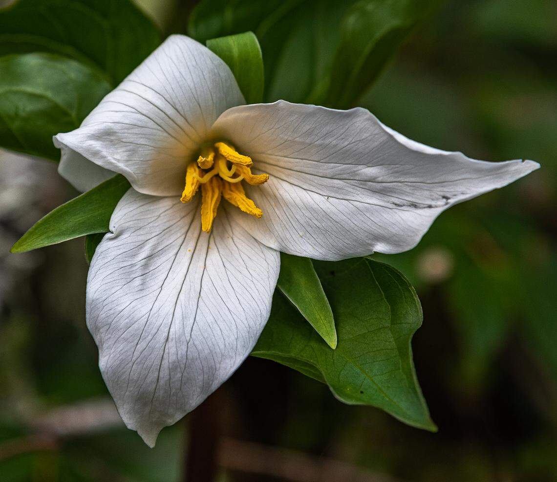 Trillium along the Lower Big Quilcene River Trail.