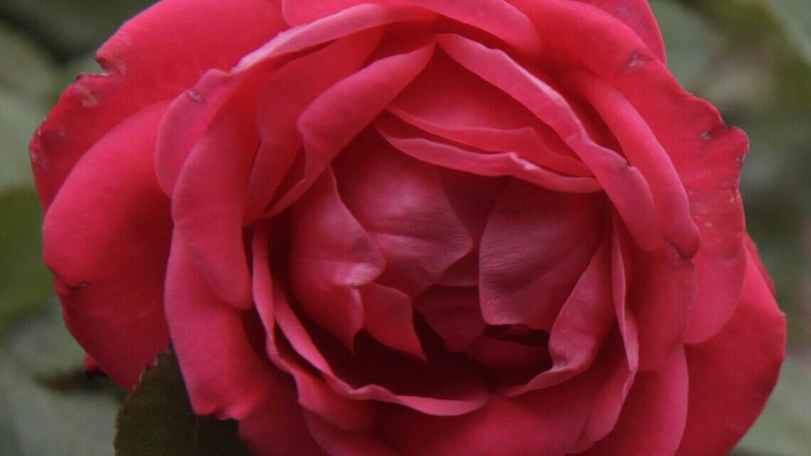 12 things to remember when growing roses in Western Washington