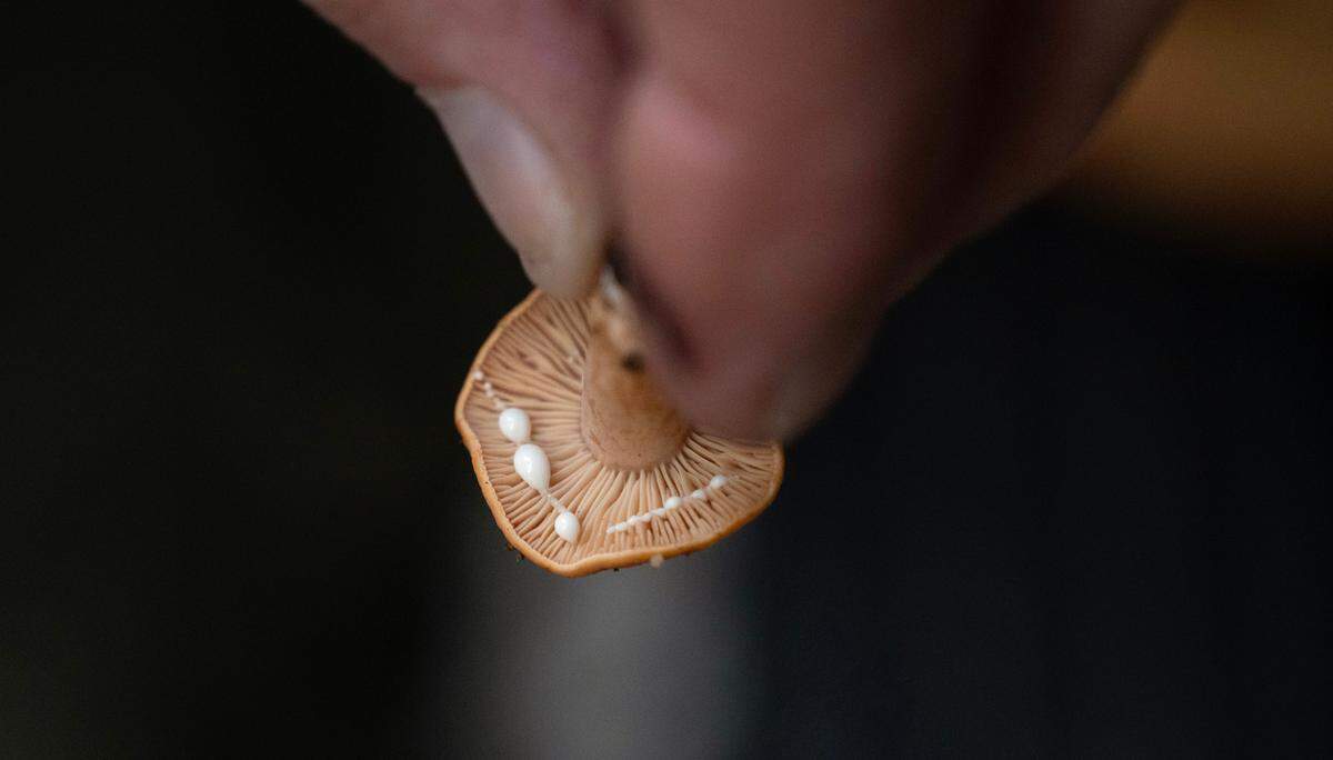 Lactarius wild mushroom oozes milky latex after being scratched during collection in the Elbe Hills State Forest east of Elbe, Washington, on Wednesday, Oct. 2, 2024.