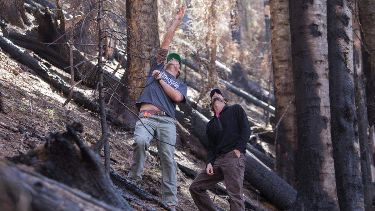 Researchers, including Brian Harvey and Joshua Halofsky, are studying the effects of last year’s Norse Peak fire. Harvey hopes to set up long-term study sites to monitor how the forest comes back in a century of climate change.