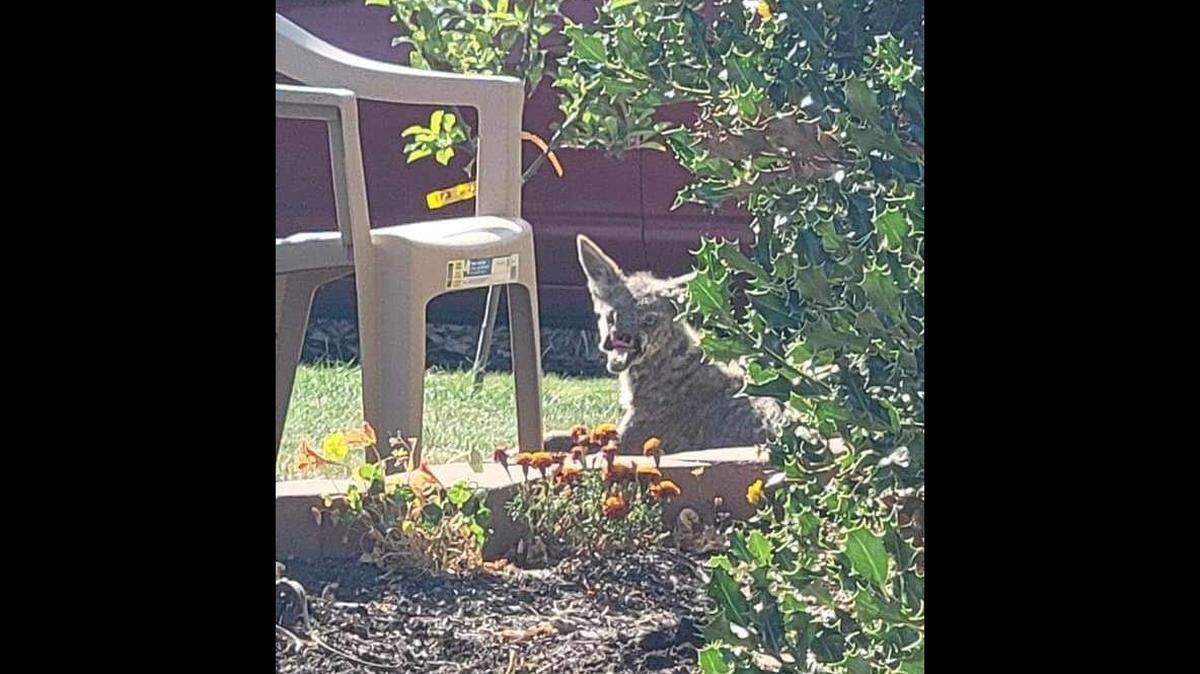 A photo of Jawless Jerry, captured by a Tacoma’s Sarah Watts. Famous for its ability to survive despite its ghastly injuries, the coyote was hit and killed by a vehicle near Interstate 5 earlier this week, according to Vix Organa, 30, who retrieved the deceased coyote and later held a small burial ceremony.