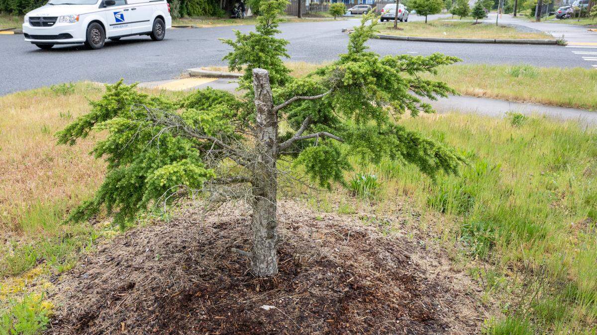 A evergreen tree cut about two-feet from its base sits along East 40th Street on Monday, May 19, 2025, in Tacoma, Wash.