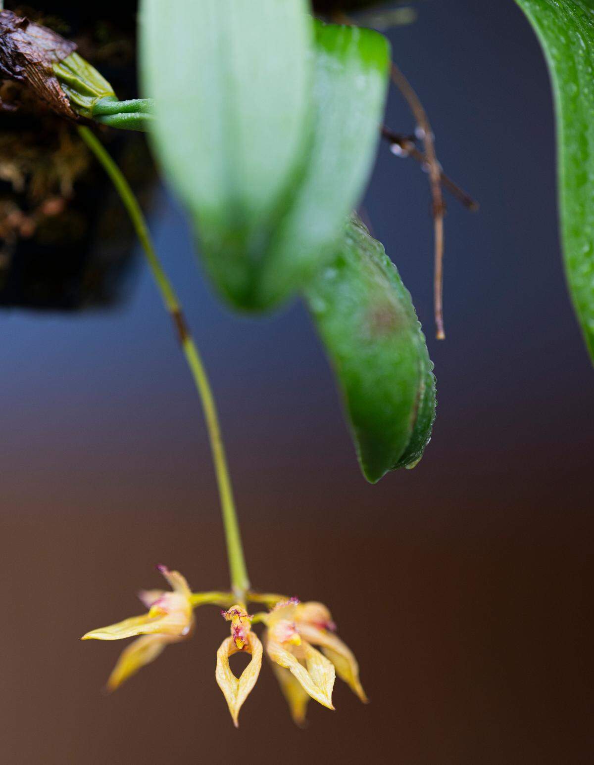 A Bulbos orchid blooms at Emerald City Orchids, on Thursday, Feb. 13, 2025, in Tacoma, Wash.