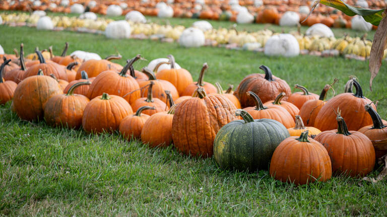 Corn mazes and pumpkin patches open this weekend in Pierce County. How are mazes made?