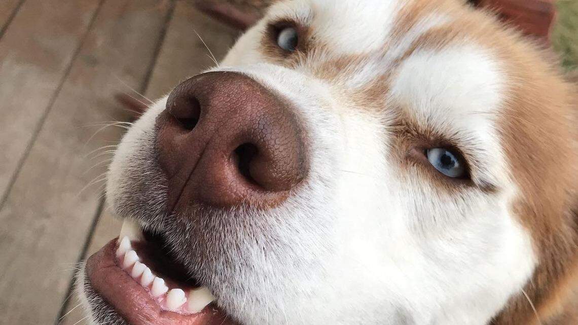 A 4-year-old red Siberian husky named Mateo was shot four times on Dec. 31, 2021, in the Cline Buttes Recreation Area near Redmond, Oregon. The Deschutes County Sheriff’s Office has not found a suspect.