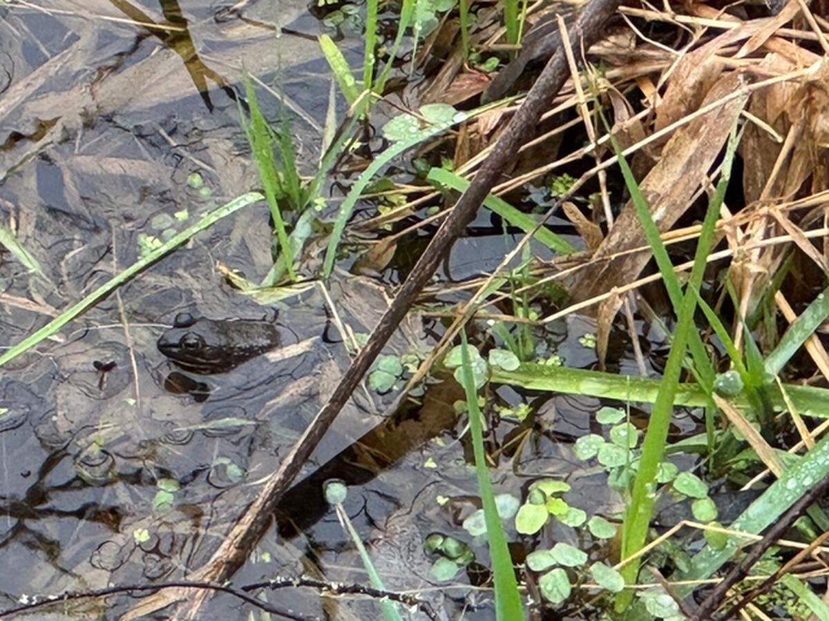 An American bullfrog waits for food at the Billy Frank Jr. Nisqually National Wildlife Refuge.