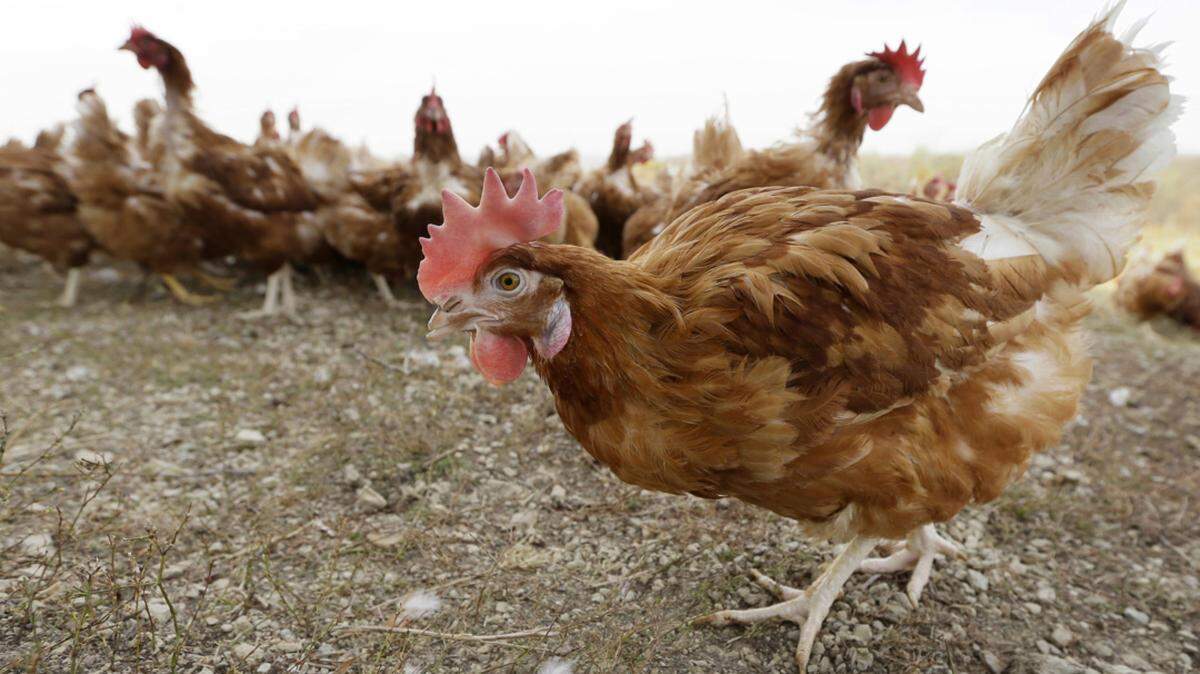 El contacto con aves de corral vivas, como patos y pollos, parece ser el origen de un brote nacional de salmonela. (AP Photo/Charlie Neibergall, Archivo)