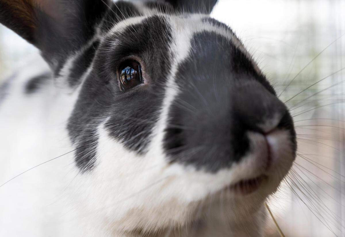 Melissa Meyer, Rose Island Farm owner, uses rabbits as a food source at the farm to feed her family and BIPOC families in the community, on Thursday, Feb. 24, 2022, in Tacoma, Wash. Rose Island Farm is an Indigenous-owned family farm that provides skill share workshops, food and herbal supports for the BIPOC community.