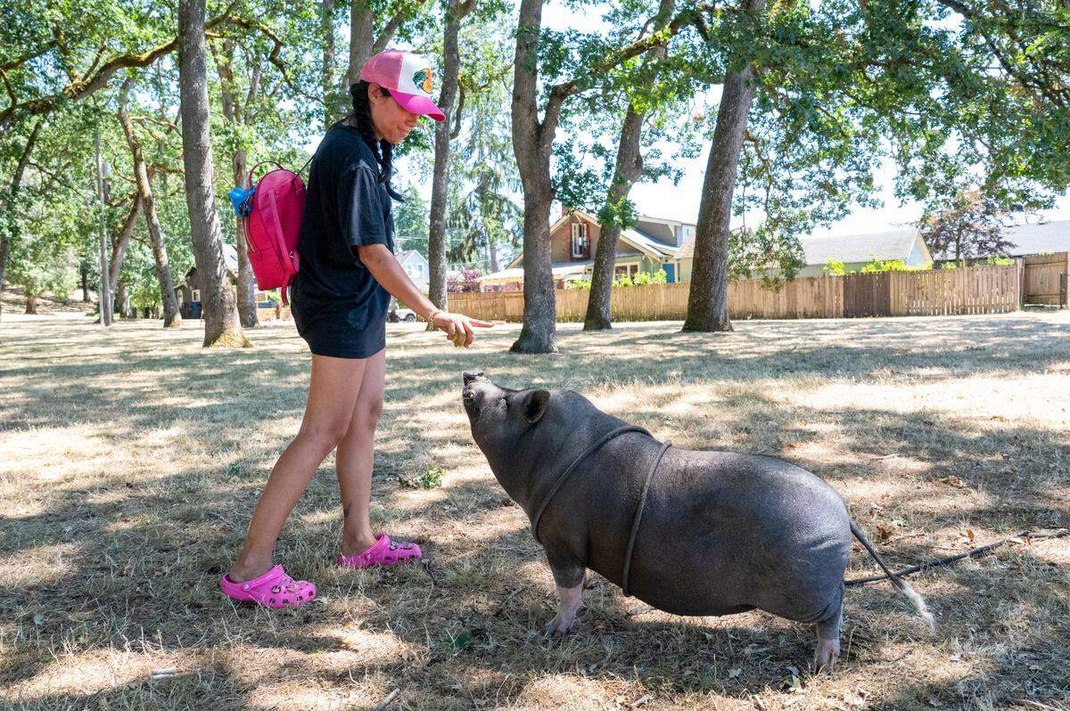 Jenessa Johnson instructs Pumba, her pet potbellied pig, to sit for a treat on Wednesday, July 16, 2025, in Tacoma, Wash. Pumba slowly lowers his hind legs to receive a treat.