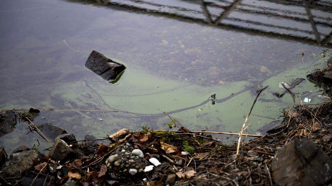 See green scum on this popular Pierce County lake? Here’s what we know
