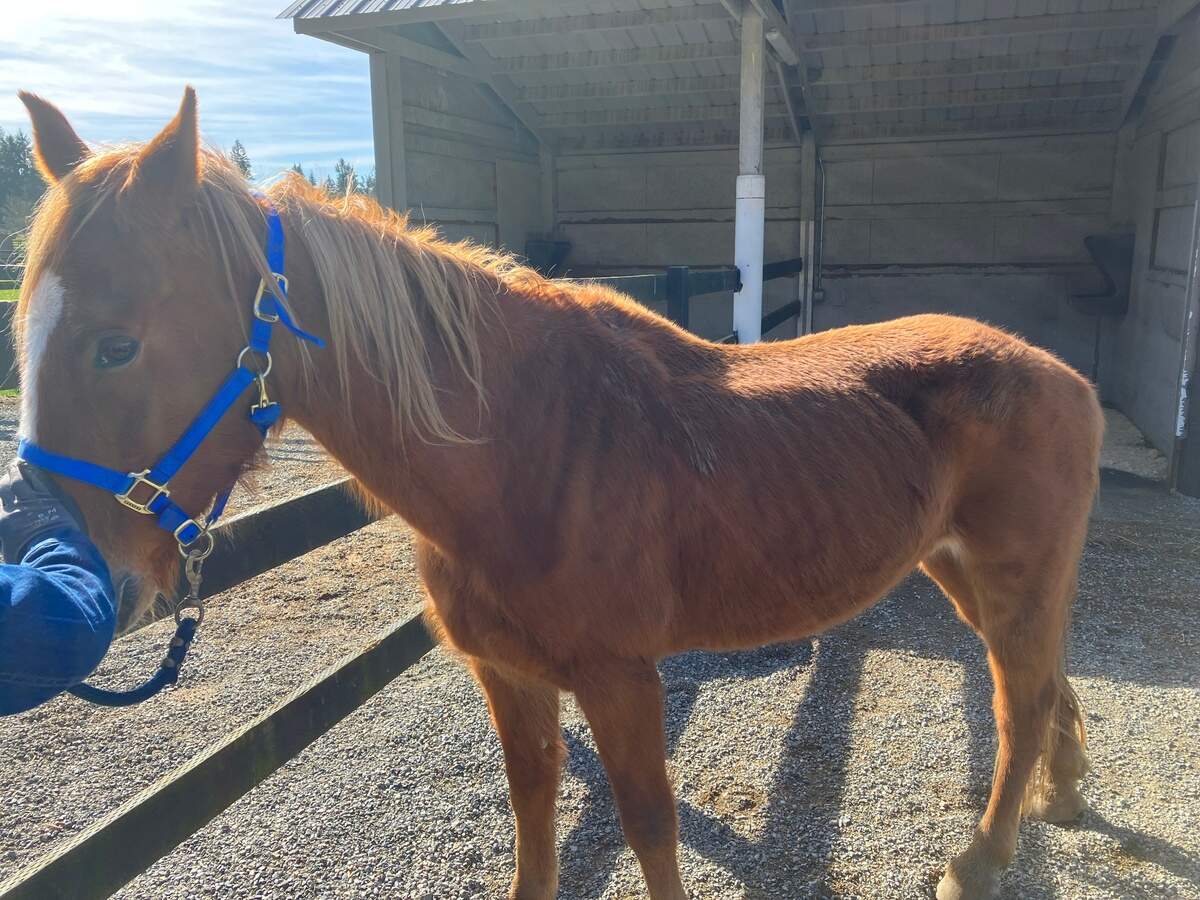 Neglected Key Peninsula horses arrived at a rescue facility on March 14.