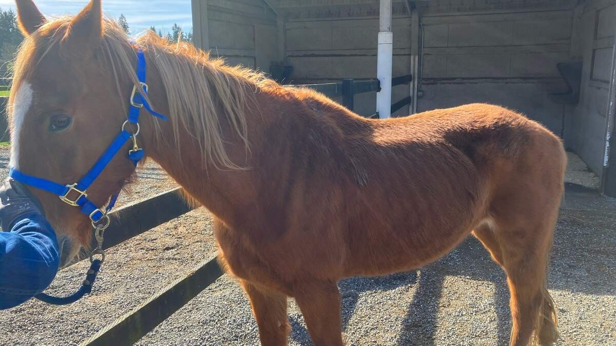 Neglected Key Peninsula horses arrived at a rescue facility on March 14.