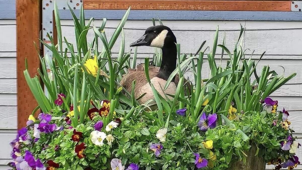 Stella has been busy nesting her five eggs in her favorite spot in the harbor, Tide’s Tavern.