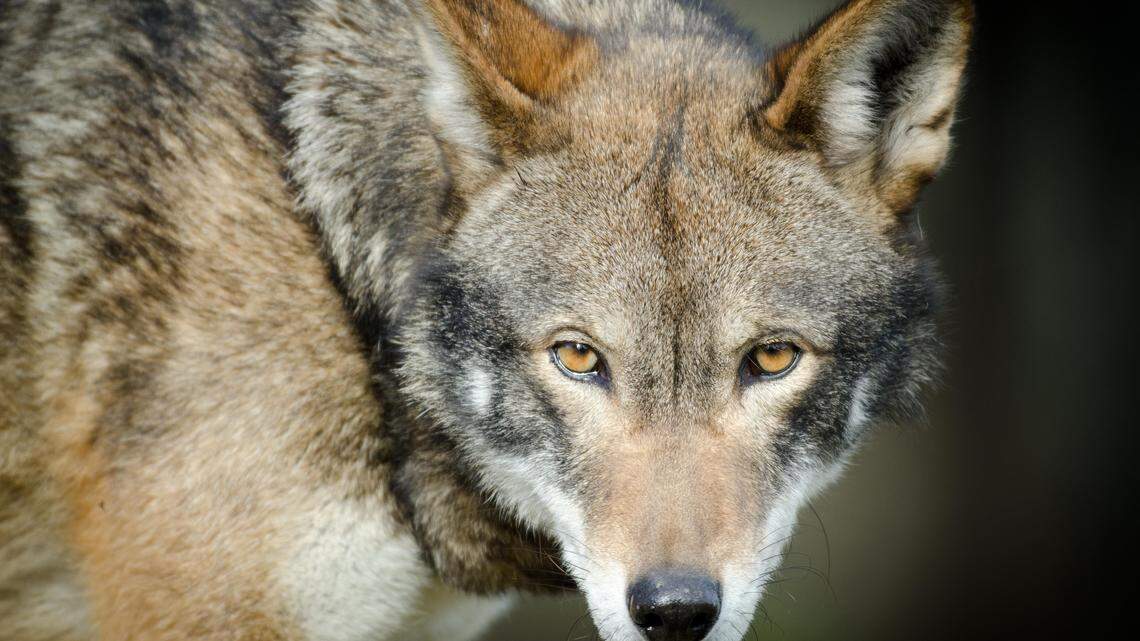 Graham, a 14-year-old red wolf who lived at Point Defiance Zoo & Aquarium, was euthanized Tuesday.