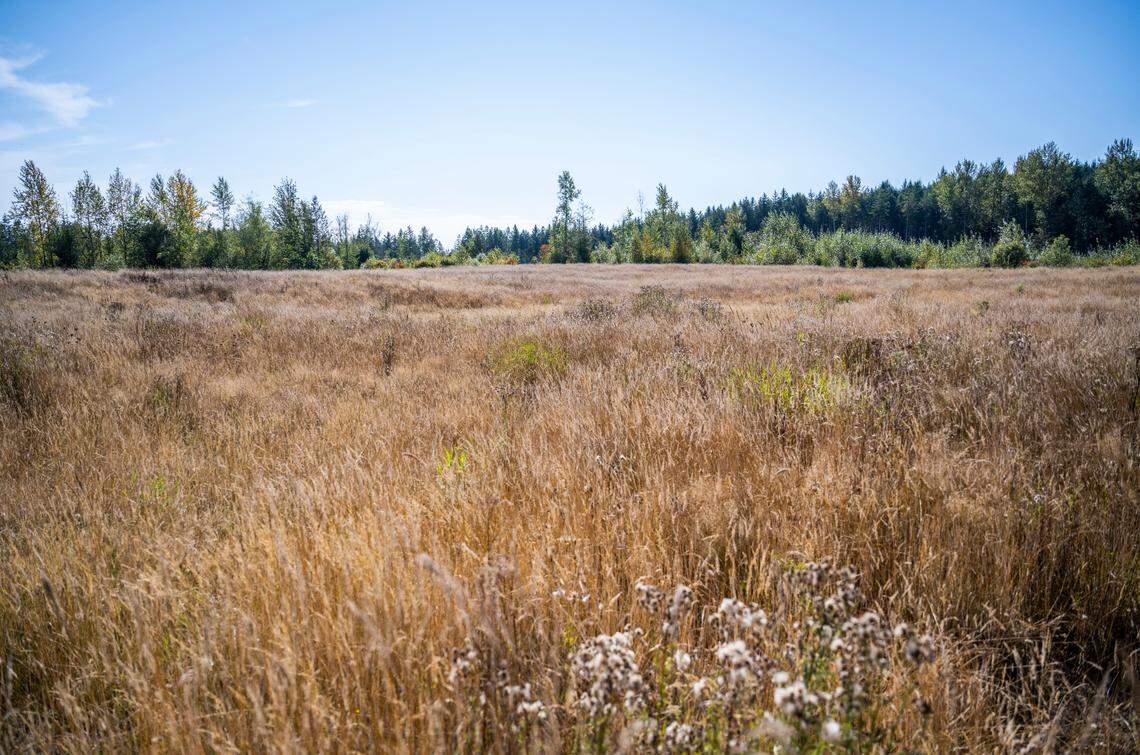 A view of a vacant field in Roy, Wash. that falls within a six-mile diameter where the next major airport in the Puget Sound could be built in Pierce County, on Sept. 21, 2022.
