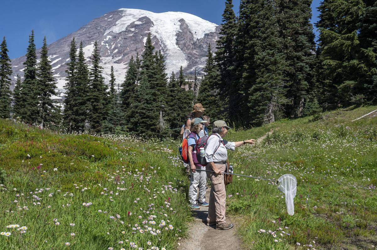 Renee Buck, right, points to a butterfly spotted out of reach as she and other volunteers with the Cascades Butterfly Project survey a stretch of Mount Rainier National Park for the insects on Monday, Aug. 11, 2025.