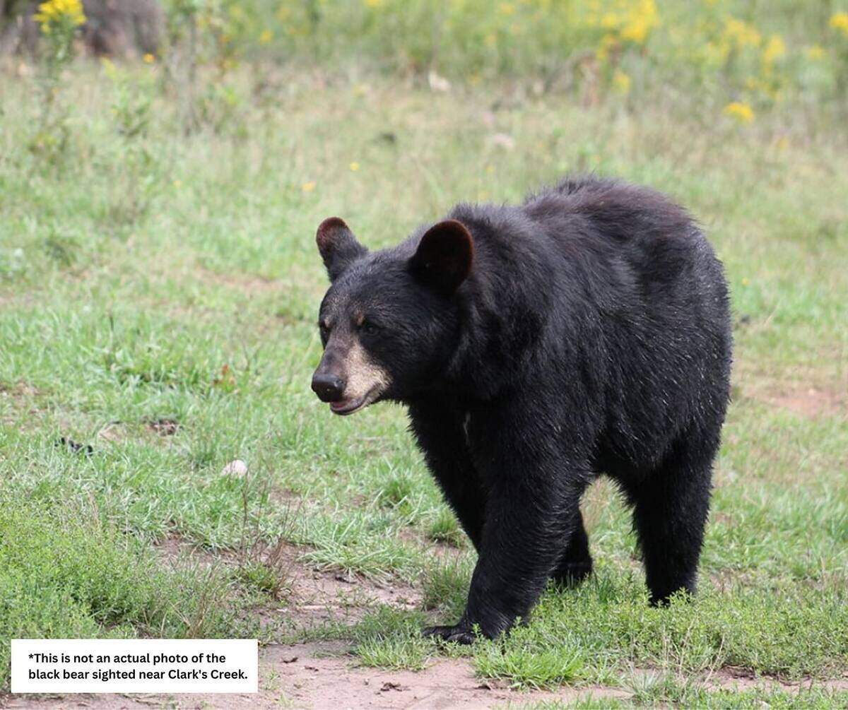 Black bears rarely become aggressive when spotted, the Puyallup Police Department said, but it’s best to avoid encountering them. The bear pictured above is not an actual photo of the bear sighted near Clark’s Creek.