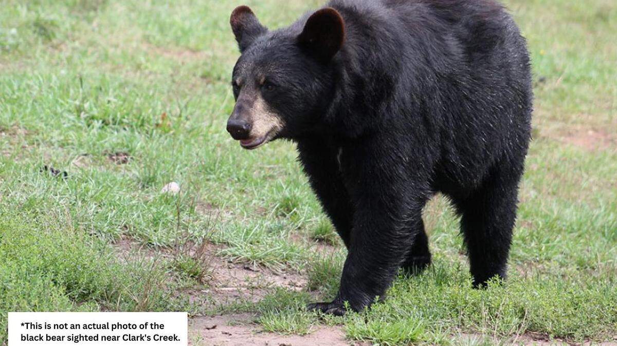 Black bears rarely become aggressive when spotted, the Puyallup Police Department said, but it’s best to avoid encountering them. The bear pictured above is not an actual photo of the bear sighted near Clark’s Creek.