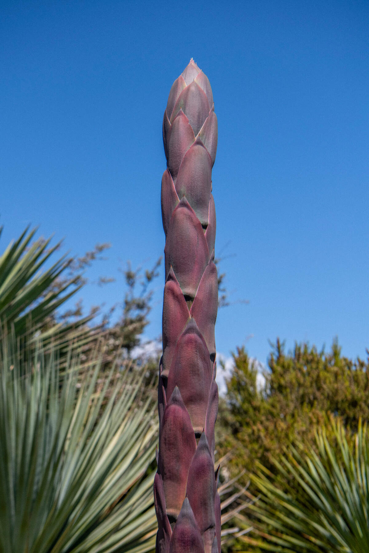 The tip of the Agave parryi var. truncata’s stalk is pictured during its bloom on May 22, 2025 at the Point Defiance Zoo & Aquarium.