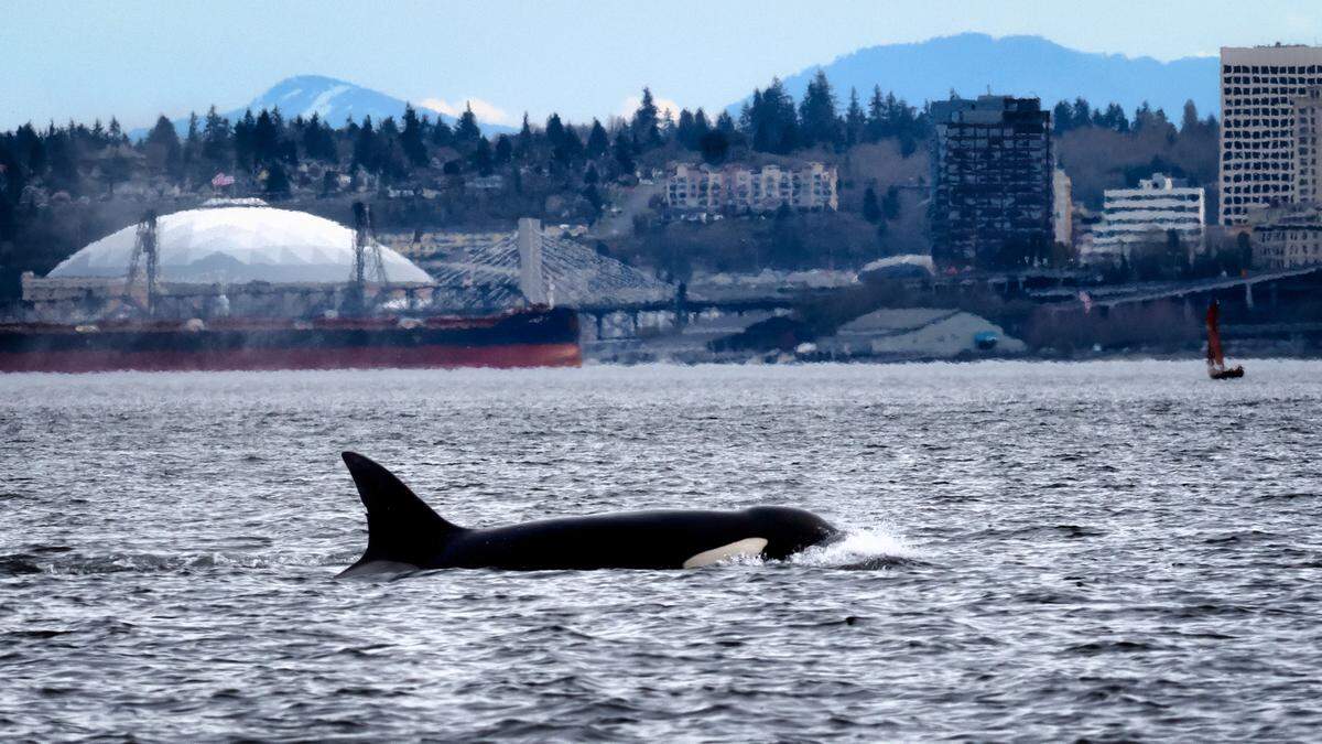 An orca breaches in front of the Tacoma Dome and the East 21st Street Bridge. An early photography goal of Dicks’ goals a killer whale and the Dome in the same photo.