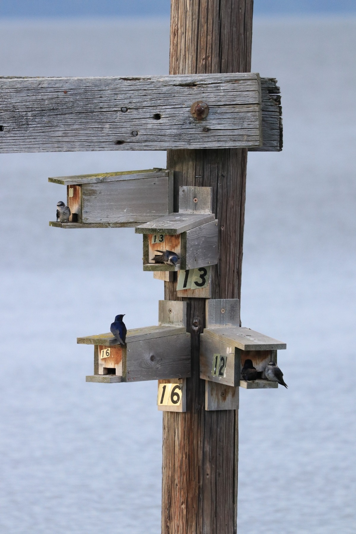 Purple martins outside their nesting boxes at Dickman Mill Park. The boxes were recently removed before pilings were pulled from the water. The birds are at their wintering grounds in Brazil.