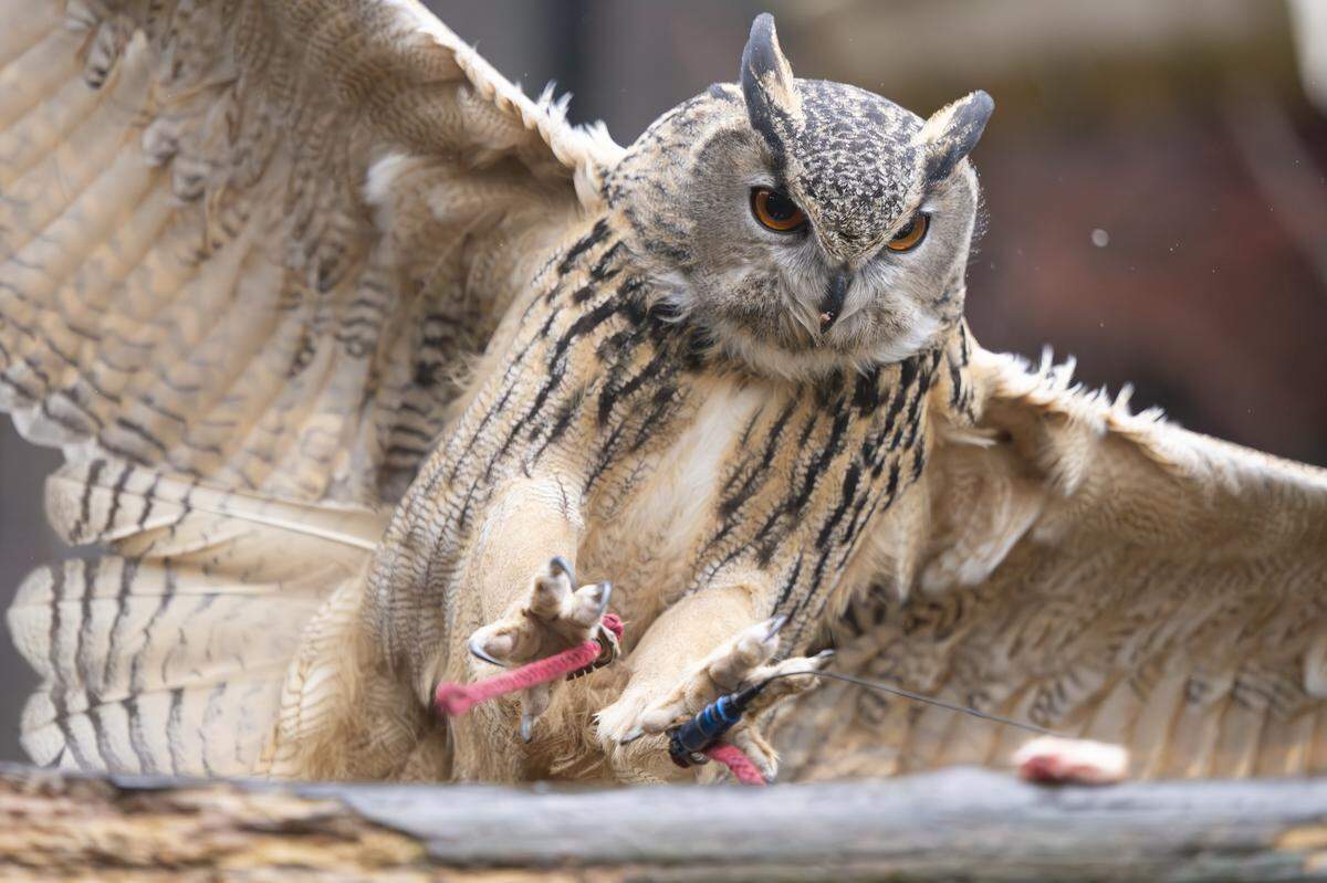 Forrest, a Eurasian eagle owl, swoops in on a piece of mouse meat placed in an enclosure at the Point Defiance Zoo on Friday, Jan. 30, 2026, in Tacoma, Wash.