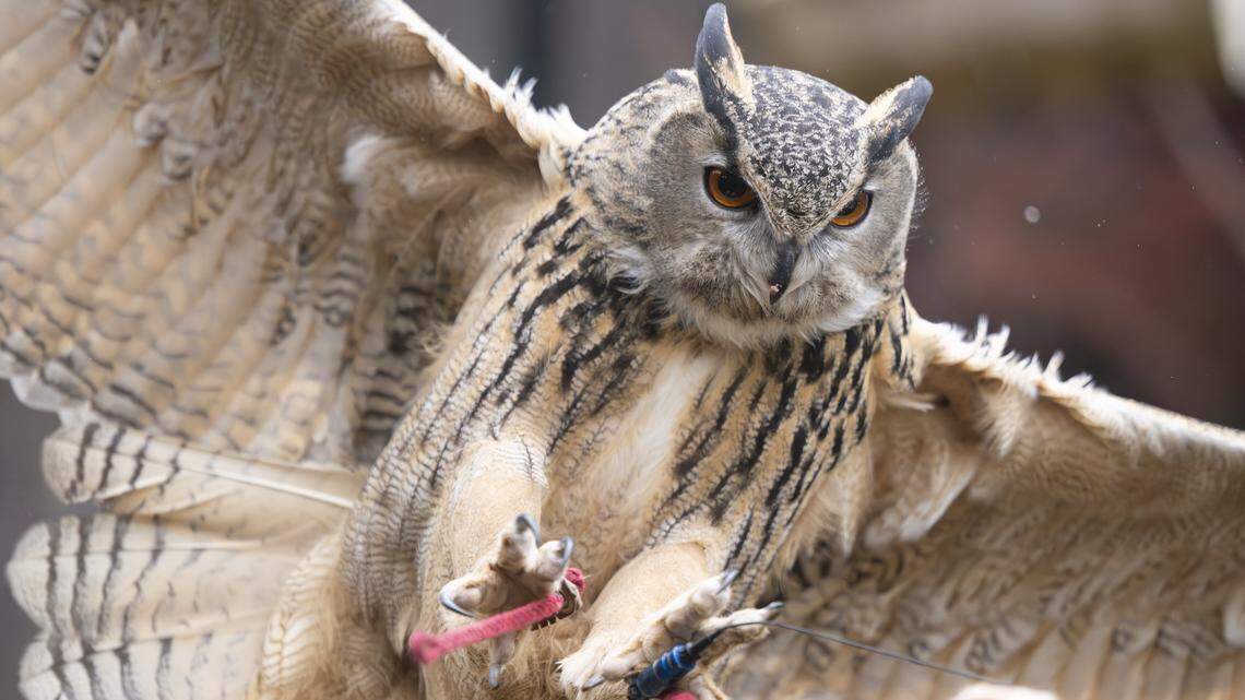 Watch: Animals fly Super Bowl colors in video mashup from PNW, New England zoos