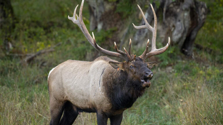 ‘Adrenaline pumping.’ It’s the time of year for bull elk to bugle in the PNW