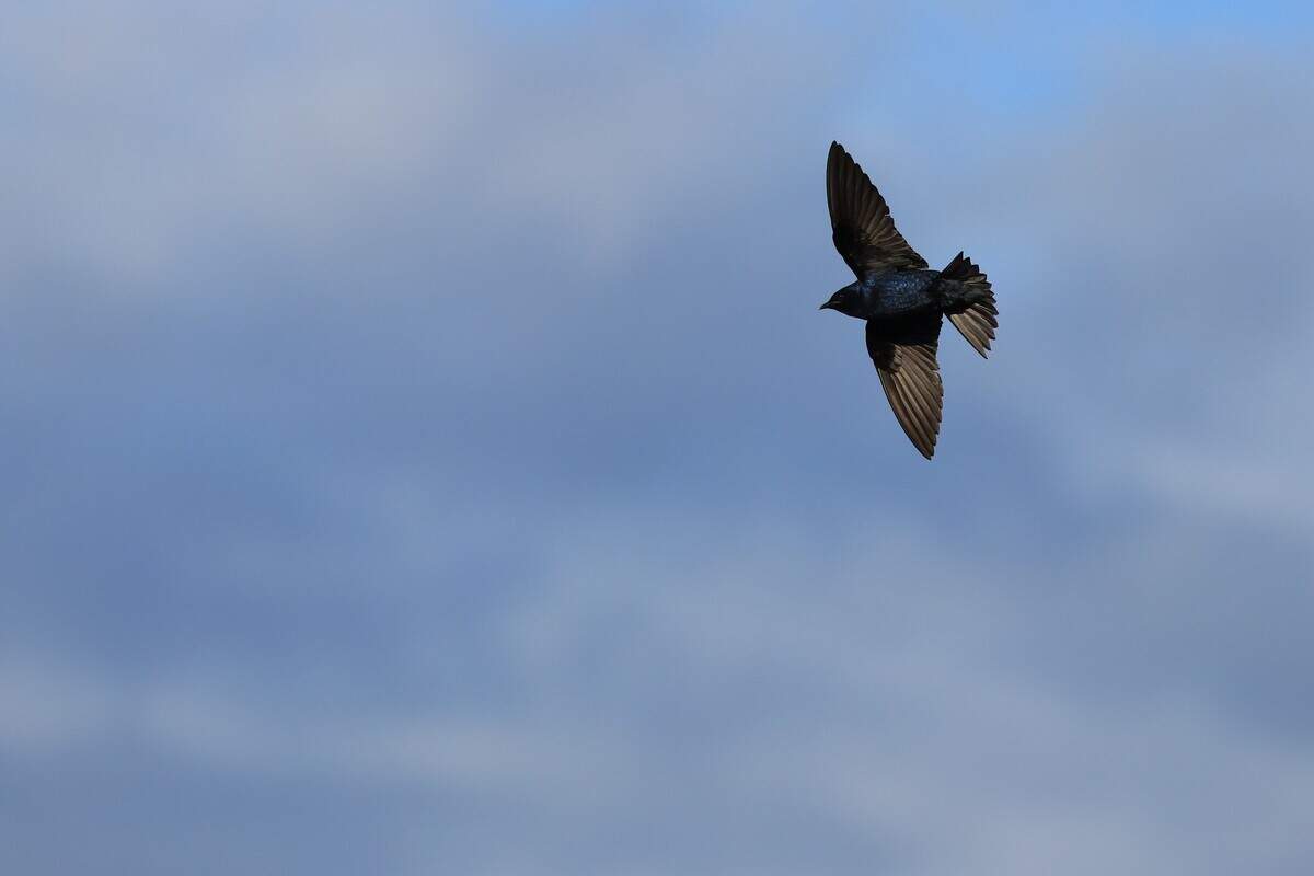A male purple martin flies at Dickman Mill Park in this file photo.