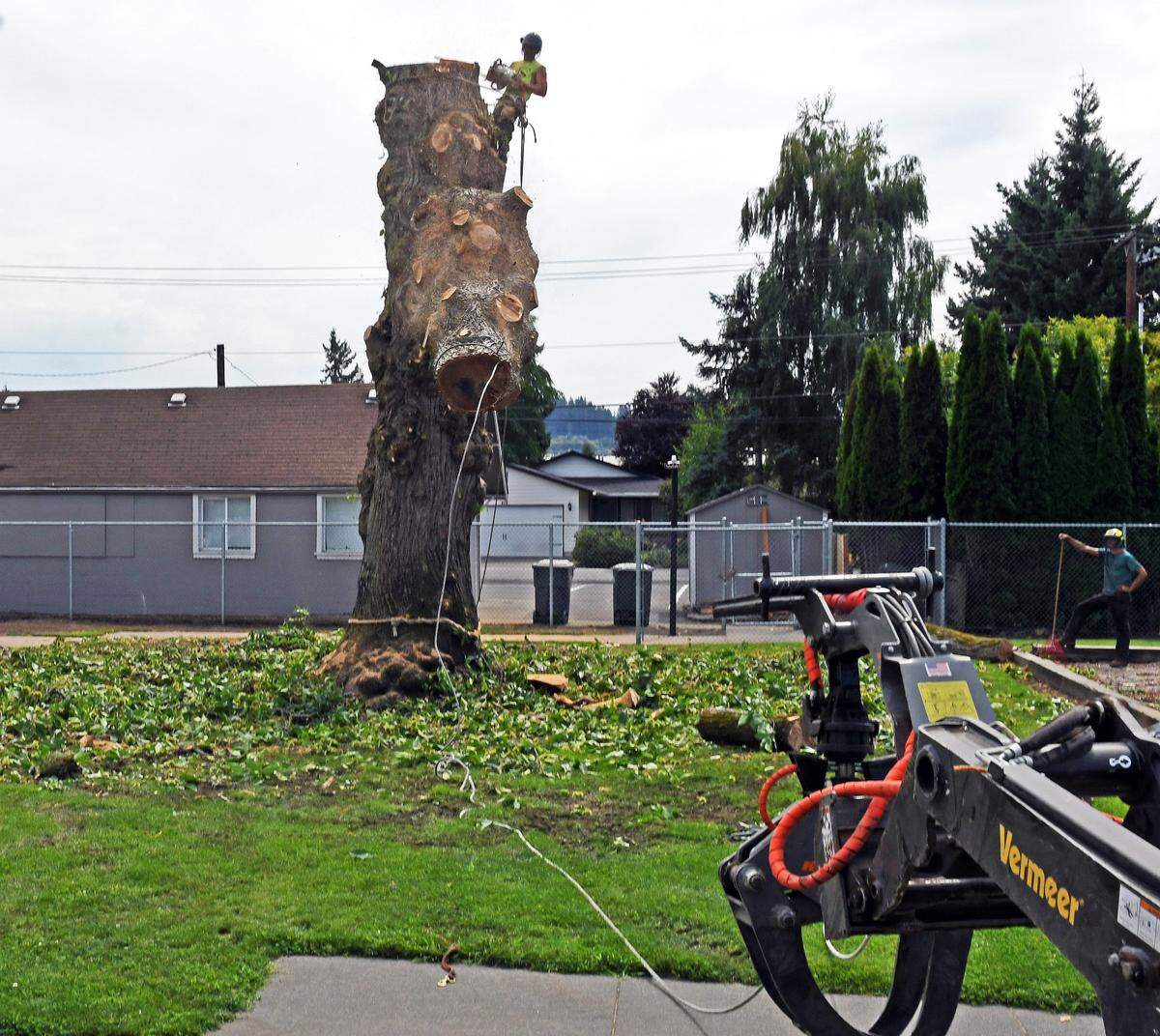 Crews felled the chestnut tree at Stewart Elementary School Aug. 17, 2023.
