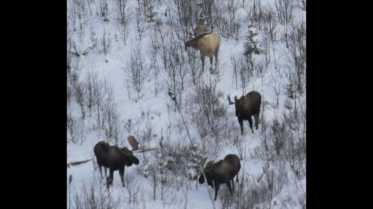 A rare leucistic moose was spotted by a team surveying wildlife in interior Alaska by air, the state reports.