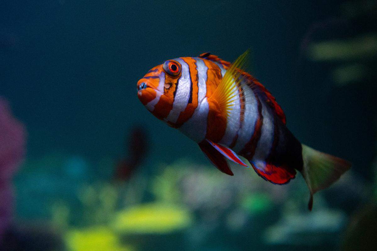 5/3/2024 (Katie G. Cotterill/Point Defiance Zoo & Aquarium)