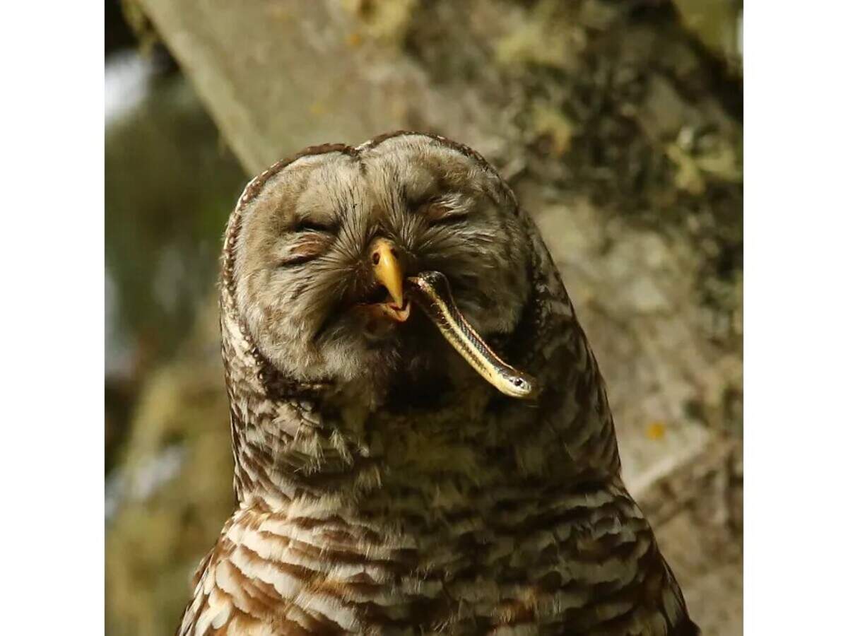 A barred owl eating a garter snake in Olympia.