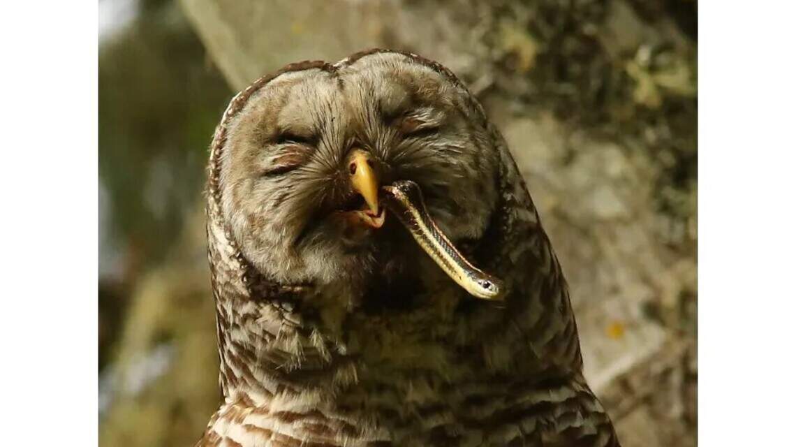 Controversial plan to kill owls is underway in WA. Here’s who’s leading the way