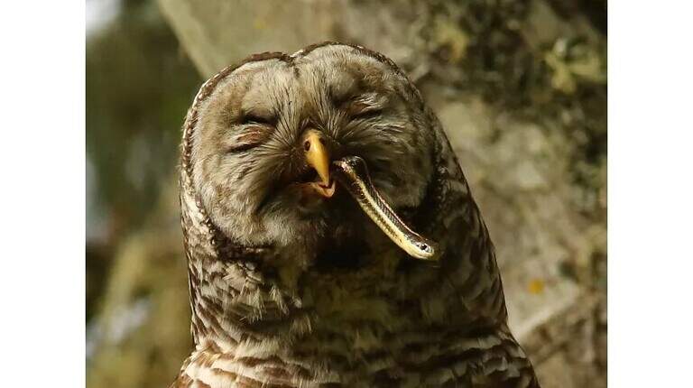 Controversial plan to kill owls is underway in WA. Here’s who’s leading the way