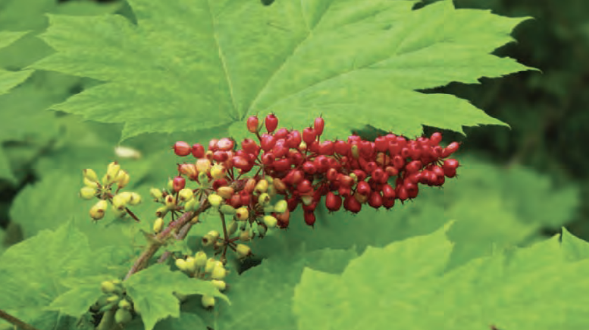The giant hogweed contains sap is extremely poisonous and is present in all parts of the plant.