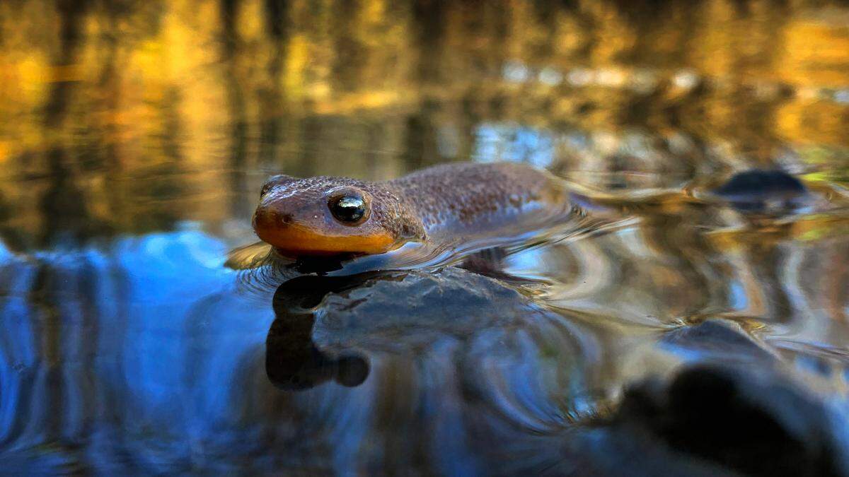 A rough-skinned newt rests in a water retention pond near Saint Martin’s University in Lacey, Washington, on Wednesday, April 6, 2022.