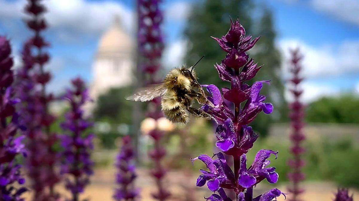 A bee flits through blooms at a pollinator garden near the Washington Capitol in Olympia. Researchers are studying the effects of climate change on the already-endangered insects.
