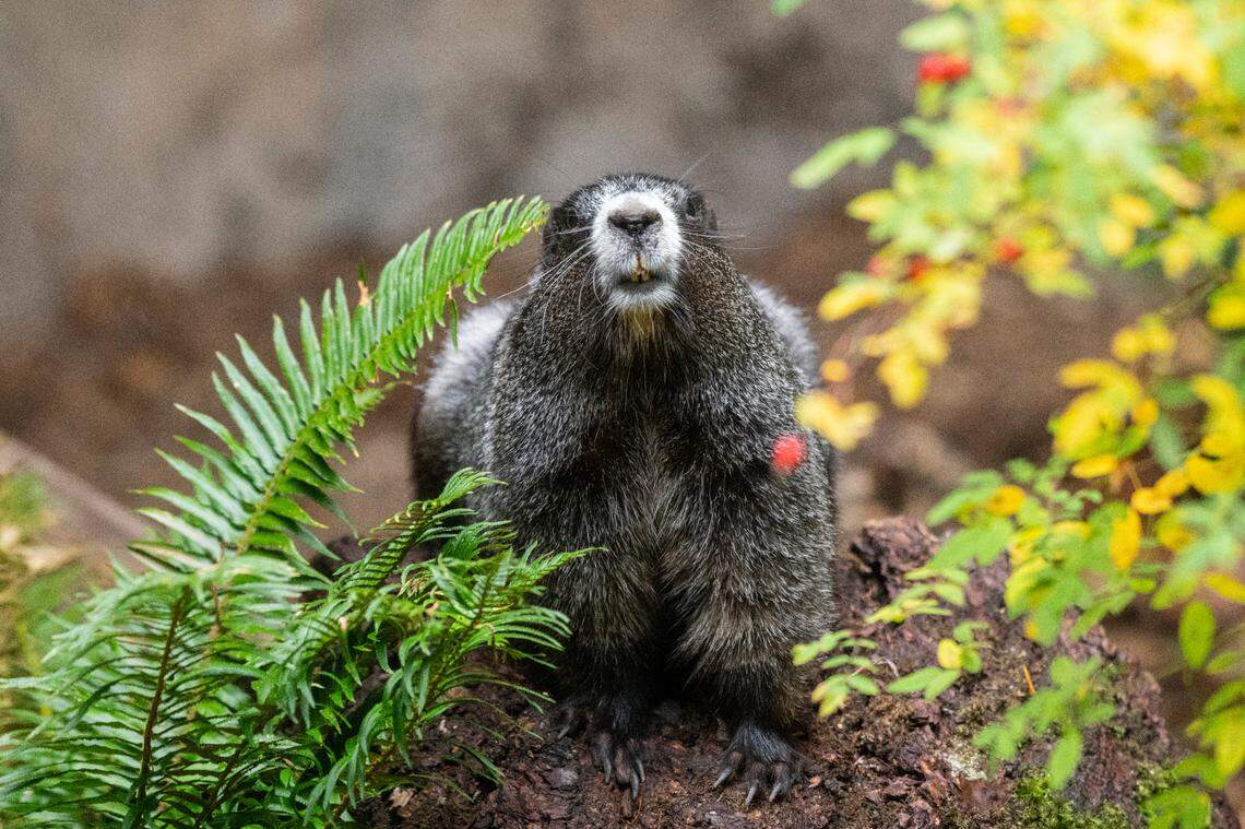 Chestnut the marmot hanging out Nov. 9, 2023, at the Northwest Trek Wildlife Park in Eatonville, Wash.