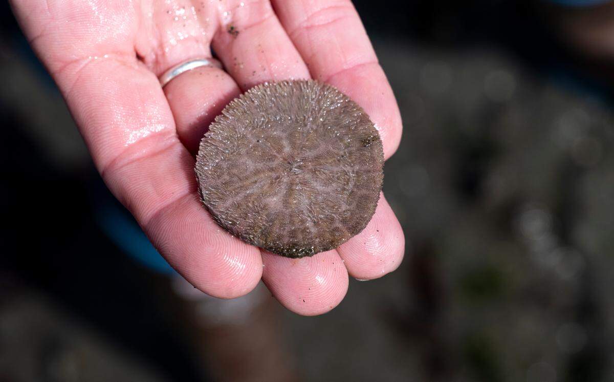 Rachel Easton, education director at Harbor WildWatch, shows a sand dollar during a tour at low tide at the Fox Island Sand Spit, on Tuesday, April 1, 2025.