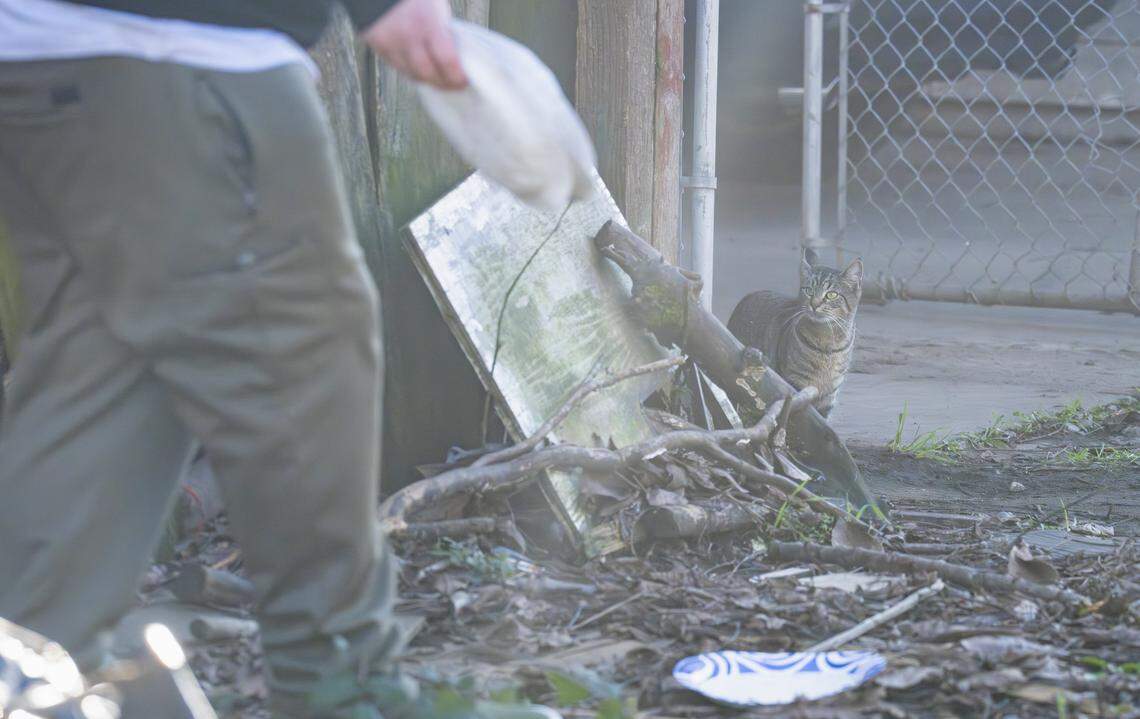 A cat watches as Joe Parrington, a cat welfare advocate known as "the Catman,” prepares to set food out for strays in a Tacoma alleyway on Friday, Jan. 16, 2026, in Tacoma, Wash.