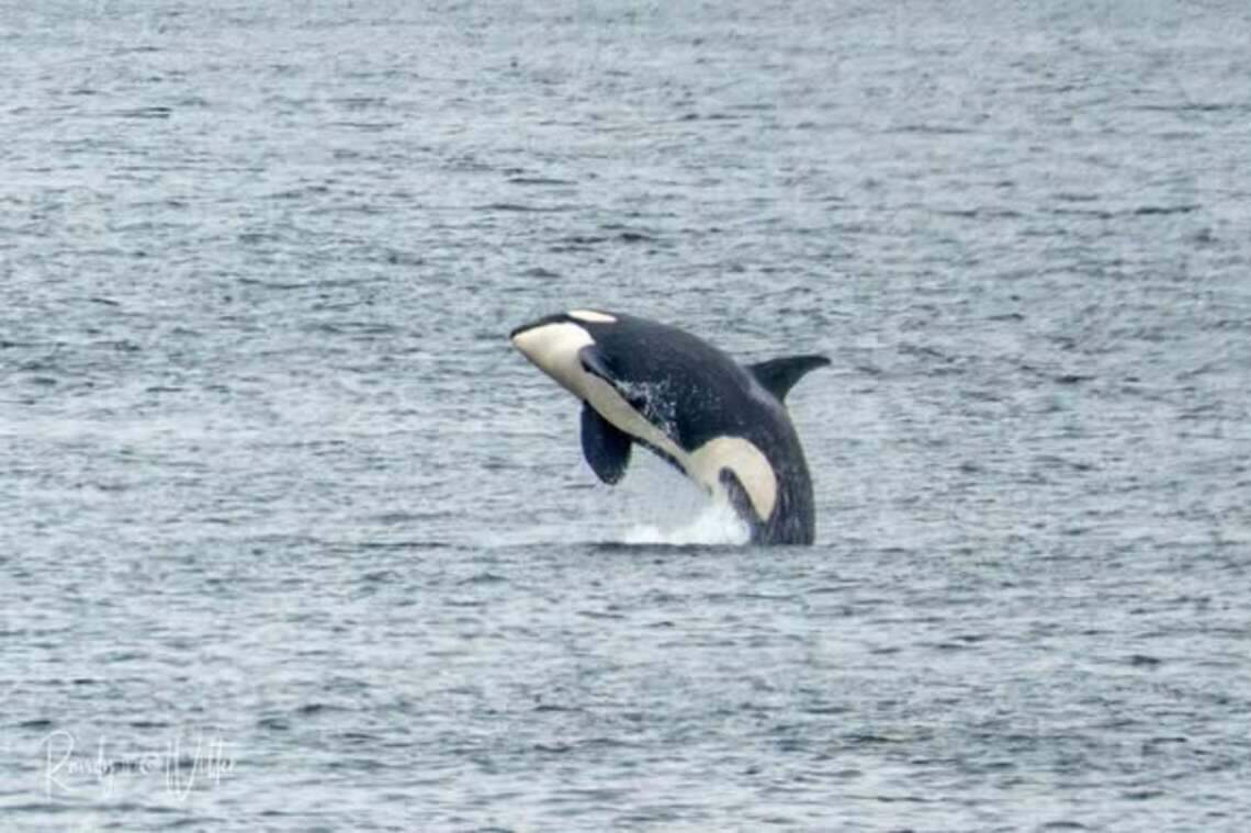 Orca Pendleton Tips and advice for spotting orcas in Pierce County | Tacoma News Tribune