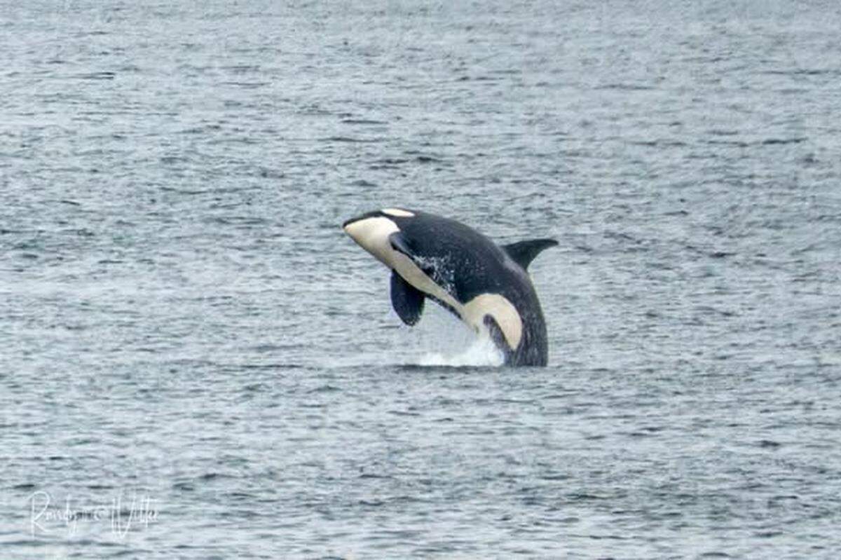 An orca jumps out of the water in the Purdy Spit on June 13, 2025, near Key Peninsula, Wash., in this photo taken by Key Peninsula resident Randy Witter.