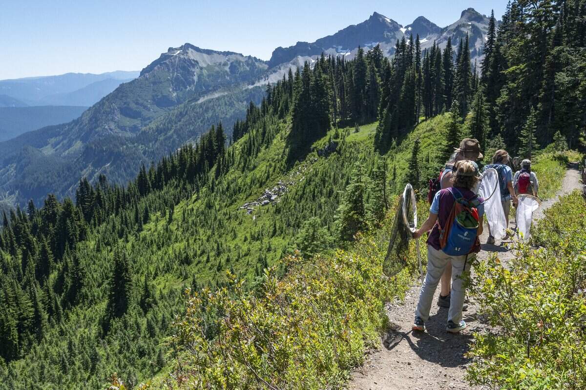 Volunteers with the Cascades Butterfly Project carry butterfly nets as they survey a stretch of Mount Rainier National Park, counting butterflies and plants as they go, on Monday, Aug. 11, 2025.