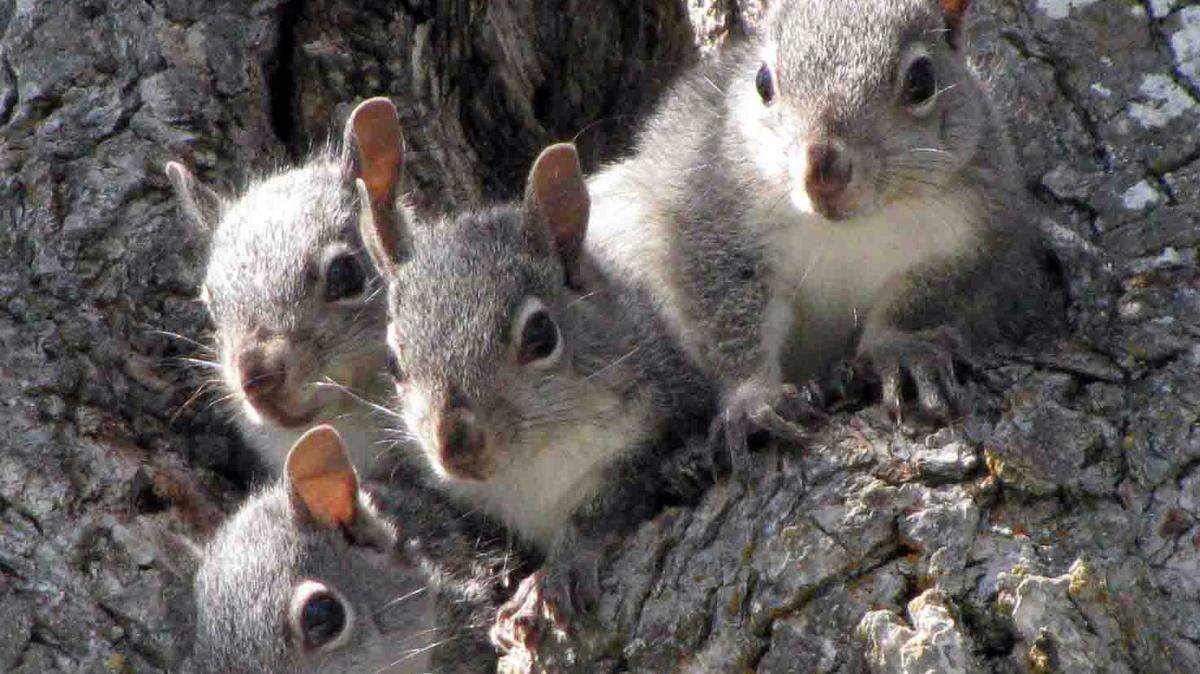 Opponents of a homeless village proposed for Spanaway argue the property could threaten habitat of the western gray squirrel.
