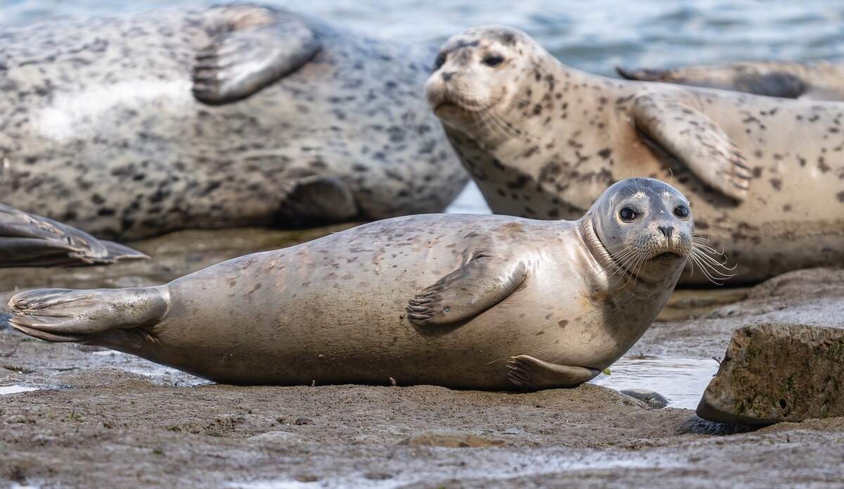 A seal pup lounges at Tacoma’s Owen Beach in April 2024. Parks Tacoma is starting a new program where volunteers monitor seals to protect them from predators and human encroachment.