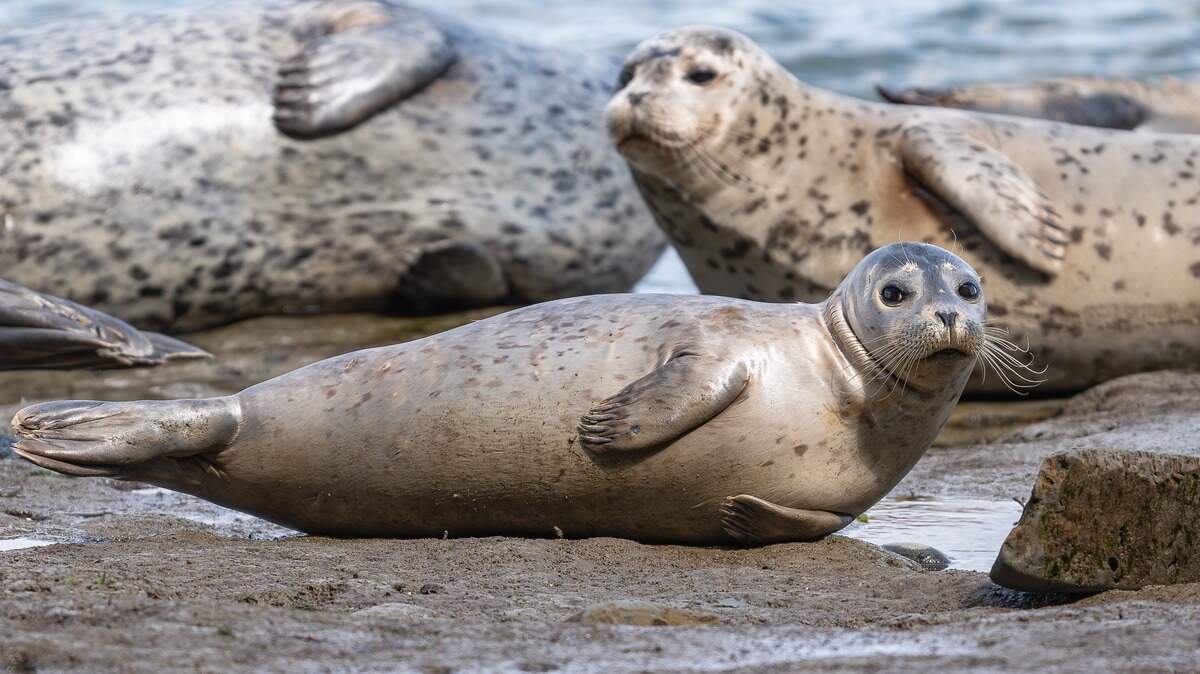 A seal pup lounges at Tacoma’s Owen Beach in April 2024. Parks Tacoma is starting a new program where volunteers monitor seals to protect them from predators and human encroachment.