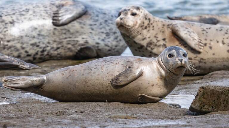Baby seals are popping up on WA beaches. What to do (and not do) if you see one